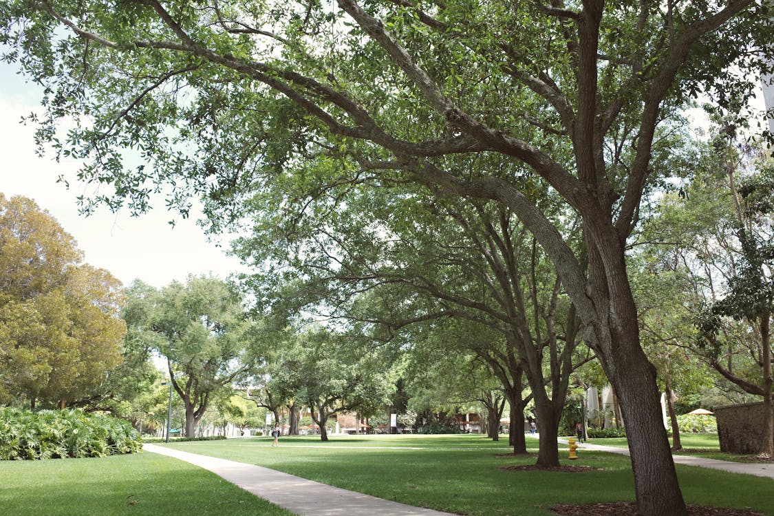 Tree-lined university campus walkway representing the complete admissions guide to Bowdoin College, the top-ranked liberal arts college in Maine with a 7% acceptance rate for the Class of 2029.