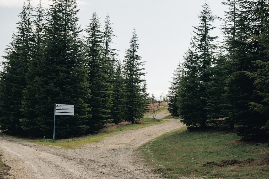 Forest path splitting into two directions representing next steps after college rejection