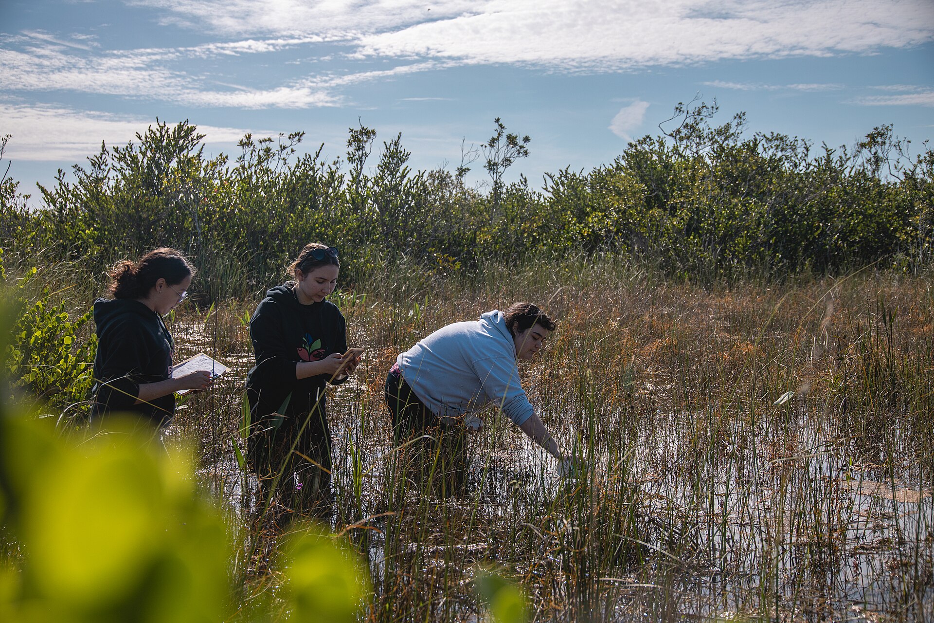 Students collecting water samples in an Everglades wetland during environmental science fieldwork